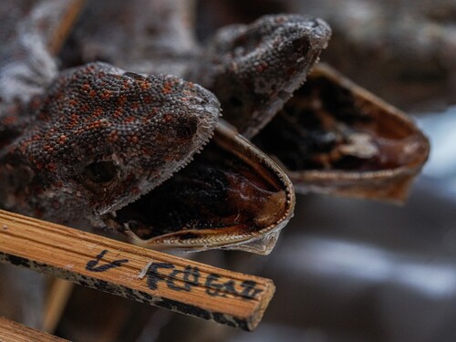 Details of the heads of dried tokay geckos. Credits to Sam WEBSTER.